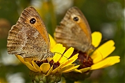 Oranje-zandoogje-Pyronia-tithonus-20130810g800IMG_8988a.jpg