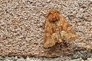 Oranjerood-halmuiltje-Oligia-fasciuncula-20150605g1280IMG_9801a.jpg