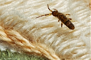 Orchesella-cincta-20121123g800IMG_2482c.jpg