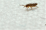 Orchesella-cincta-20121123g800IMG_2491c.jpg