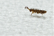 Orchesella-cincta-20121123g800IMG_2492b.jpg