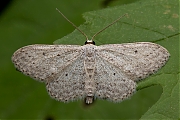 Paardenbloemspanner-Idaea-seriata--20120827g800200IMG_9708n2.jpg