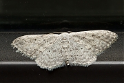 Paardenbloemspanner-Idaea-seriata-20130913g800IMG_0463a.jpg