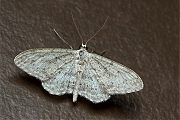 Paardenbloemspanner-Idaea-seriata-20140519g800IMG_3797a.jpg