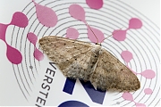 Paardenbloemspanner-Idaea-seriata-20150919g1280IMG_2592a.jpg