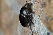 Paardenmestkever-Geotrupes-stercorarius-20140803g1280IMG_5857acrfb.jpg