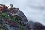 Filename=Paarse-strandloper-20150317g12807X1A3116a.jpg
Filesize=786KiB
Dimensions=1280x960
Date added=Mar 18, 2015 Paarse-strandloper-20150317g12807X1A3116a.jpg