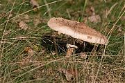 Filename=Paddestoel-20141027g10247X1A2269a.jpg
Filesize=701KiB
Dimensions=1024x768
Date added=Oct 27, 2014 Paddestoel-20141027g10247X1A2269a.jpg