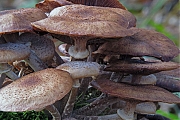 Filename=Paddestoelen_20081025_a64030x_022a.jpg
Filesize=337KiB
Dimensions=800x600
Date added=Dec 22, 2011 Paddestoelen_20081025_a64030x_022a.jpg