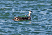 Parelduiker-20171117g1280YSXX9885a.jpg