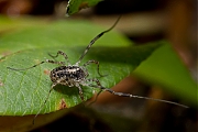 Paroligolophus-agrestis-20130802g800-IMG_8414a.jpg