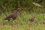 Patrijs-20120706g800IMG_7182nn.jpg