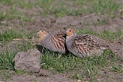 Patrijs-20140503g8007X1A1608a.jpg