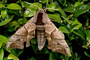 Filename=Pauwoogpijlstaart-Smerinthus-ocellata-20150605g1280IMG_9614a.jpg
Filesize=1054KiB
Dimensions=1280x960
Date added=Jun 05, 2015 Pauwoogpijlstaart-Smerinthus-ocellata-20150605g1280IMG_9614a.jpg