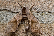 Filename=Pauwoogpijlstaart-Smerinthus-ocellata-20150605g1280IMG_9691a.jpg
Filesize=1311KiB
Dimensions=1280x960
Date added=Jun 05, 2015 Pauwoogpijlstaart-Smerinthus-ocellata-20150605g1280IMG_9691a.jpg
