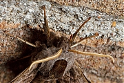 Filename=Pauwoogpijlstaart-Smerinthus-ocellata-20150605g1280IMG_9757a.jpg
Filesize=1045KiB
Dimensions=1280x960
Date added=Jun 06, 2015 Pauwoogpijlstaart-Smerinthus-ocellata-20150605g1280IMG_9757a.jpg