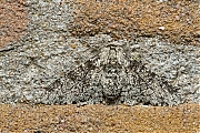 Peper-en-zout-vlinder-20150718g1280_MG_1345a.jpg