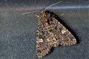 Perzikkruiduil-20150712g1280_MG_1091a.jpg