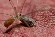 Pholcus-20130106g800IMG_4158a.jpg