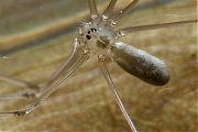 Pholcus-IMG_2521.jpg
