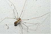 Filename=Pholcus-phalangioides-20120806g800IMG_7956a.jpg
Filesize=390KiB
Dimensions=800x600
Date added=Nov 24, 2012 Pholcus-phalangioides-20120806g800IMG_7956a.jpg