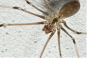 Filename=Pholcus-phalangioides-20120806g800IMG_7956k.jpg
Filesize=325KiB
Dimensions=800x600
Date added=Nov 24, 2012 Pholcus-phalangioides-20120806g800IMG_7956k.jpg