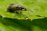 Phyllobius-glaucus-20130616g800IMG_6477a.jpg