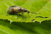 Phyllobius-glaucus-20130616g800IMG_6480a.jpg