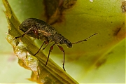 Phyllobius-glaucus-20130618g800IMG_6610a.jpg