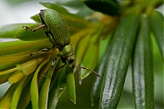 Phyllobius-subdentatus-20130527g800IMG_5939a.jpg