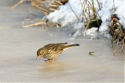 Pieper-20120208g800IMG_1794a.jpg