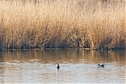 Filename=Pijlstaart-20150317g12807X1A3310a.jpg
Filesize=1028KiB
Dimensions=1280x960
Date added=Mar 18, 2015 Pijlstaart-20150317g12807X1A3310a.jpg