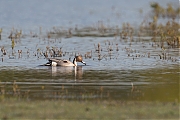 Filename=Pijlstaart-20160504g12807X1A4566a.jpg
Filesize=665KiB
Dimensions=1280x960
Date added=Dec 14, 2016 Pijlstaart-20160504g12807X1A4566a.jpg