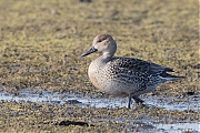 Filename=Pijlstaart-20170213g1280YSXX6746a.jpg
Filesize=868KiB
Dimensions=1280x960
Date added=Feb 15, 2017 Pijlstaart-20170213g1280YSXX6746a.jpg