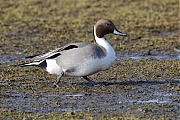 Filename=Pijlstaarteend-20170213g1440YSXX6771atcrfb-Prunjepolder.jpg
Filesize=866KiB
Dimensions=1280x960
Date added=Apr 08, 2024 Pijlstaarteend-20170213g1440YSXX6771atcrfb-Prunjepolder.jpg