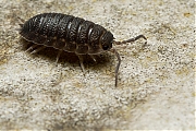 Pissebed-Porcellio-scaber-20121023g800IMG_1991a.jpg