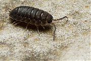 Filename=Pissebed-Porcellio-scaber-20121023g800IMG_1991a.jpg
Filesize=357KiB
Dimensions=800x600
Date added=Nov 04, 2012 Pissebed-Porcellio-scaber-20121023g800IMG_1991a.jpg