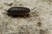 Pissebed-Porcellio-scaber-20121023g800IMG_1993a.jpg