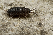 Filename=Pissebed-Porcellio-scaber-20121023g800IMG_1993a.jpg
Filesize=367KiB
Dimensions=800x600
Date added=Nov 04, 2012 Pissebed-Porcellio-scaber-20121023g800IMG_1993a.jpg