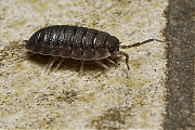 Pissebed-Porcellio-scaber-20121023g800IMG_1994a.jpg