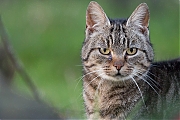 Filename=Poes-20141206g10247X1A2468a.jpg
Filesize=559KiB
Dimensions=1024x768
Date added=Dec 06, 2014 Poes-20141206g10247X1A2468a.jpg