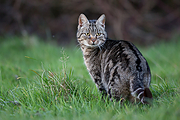 Poes-20141206g12807X1A2470an.jpg