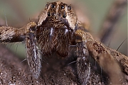 Filename=Prachtspin-Pisaura-mirabilis-s01-g1280a-2018-03-17-19-58-11-28C29.jpg
Filesize=911KiB
Dimensions=1280x960
Date added=Mar 20, 2018 Prachtspin-Pisaura-mirabilis-s01-g1280a-2018-03-17-19-58-11-28C29.jpg