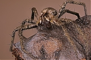 Filename=Prachtspin-g1280-s05-2018-03-17-18-47-11.jpg
Filesize=1059KiB
Dimensions=1280x960
Date added=Mar 20, 2018 Prachtspin-g1280-s05-2018-03-17-18-47-11.jpg