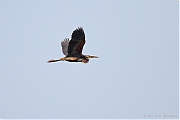 Filename=Purperreiger-20110802IMG_8489a.jpg
Filesize=242KiB
Dimensions=800x533
Date added=Dec 07, 2011 Purperreiger-20110802IMG_8489a.jpg