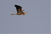 Purperreiger-20120524g800IMG_5887a~0.jpg