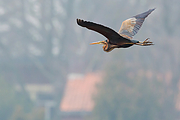 Purperreiger-20130410g12807X1A6197cn.jpg