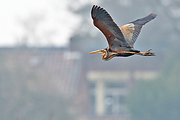 Purperreiger-20130410g12807X1A6198cn.jpg