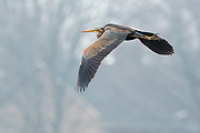 Filename=Purperreiger-20130410g12807X1A6200an.jpg
Filesize=790KiB
Dimensions=1280x960
Date added=Nov 20, 2017 Purperreiger-20130410g12807X1A6200an.jpg