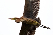 Filename=Purperreiger-20200727g1280YSXX8201a.jpg
Filesize=509KiB
Dimensions=1280x960
Date added=Jul 28, 2020 Purperreiger-20200727g1280YSXX8201a.jpg